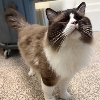 MISFIT -  Ragdoll and Snowshoe Cat for Adoption in Barnstable, Massachusetts - MISFIT | PetCurious