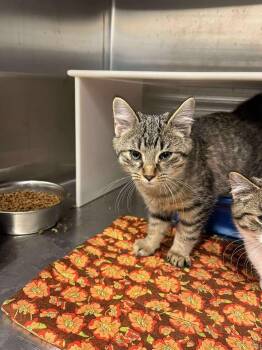 Rescue Domestic Medium Hair Cats for Adoption in Ludington, Michigan - Lincoln | PetCurious