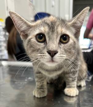 Rescue Domestic Short Hair Cats for Adoption in Hillsdale, Indiana - Lana | PetCurious