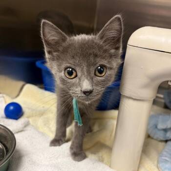 Scabbers -  Domestic Long Hair Cat for Adoption in Mentor, Ohio - Scabbers | PetCurious