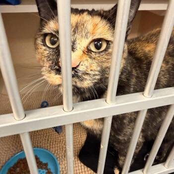 Halo -  Domestic Short Hair and Mixed Breed Cat for Adoption in Durango, Colorado - Halo | PetCurious