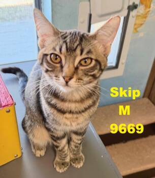 Rescue Domestic Short Hair Cats for Adoption in Weatherford, Texas - Skip | PetCurious