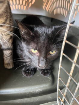 Rescue Domestic Short Hair Cats for Adoption in Cromwell, Kentucky - Tiny | PetCurious