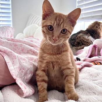 Falkor -  Domestic Short Hair Cat for Adoption in Las Vegas, Nevada - Falkor | PetCurious