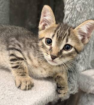 Sorrel -  Domestic Short Hair Cat Available for Adoption in Oviedo, Florida - Sorrel | PetCurious