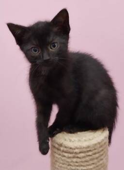 Eclipse * IN FOSTER * -  Domestic Short Hair Cat for Adoption in South Bend, Indiana - Eclipse * IN FOSTER * | PetCurious