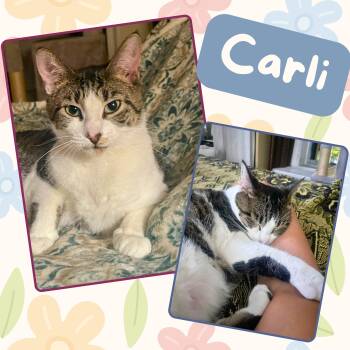 Carli -  Domestic Short Hair Cat Available for Adoption in Port Chester, New York - Carli | PetCurious