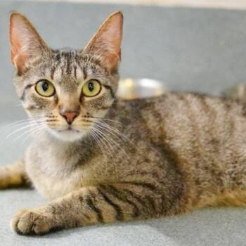 Athena -  Domestic Short Hair Cat for Adoption in Concord, New Hampshire - Athena | PetCurious