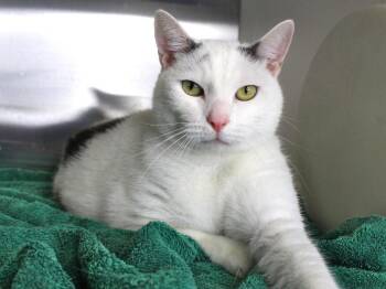 CHESTER -  Domestic Short Hair Cat for Adoption in Tallahassee, Florida - CHESTER | PetCurious