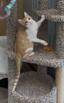 Rescue Domestic Short Hair Cats for Adoption in Petaluma, California - Oscar | PetCurious