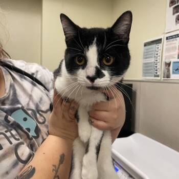 Domestic Short Hair Cats Available for Adoption in Matteson, Illinois - Cosmo | PetCurious