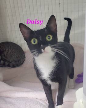 Rescue Domestic Short Hair Cats for Adoption in Diamond Springs, California - Daisy | PetCurious