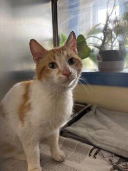 Oscar -  Domestic Short Hair Cat for Adoption in Lowell, Massachusetts - Oscar | PetCurious
