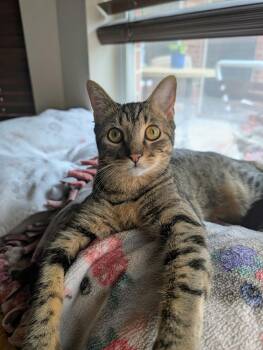 Golden Honey -  Domestic Short Hair Cat for Adoption in Houston, Texas - Golden Honey | PetCurious