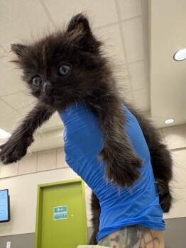 VENELOPE -  Domestic Medium Hair Cat for Adoption in Las Vegas, Nevada - VENELOPE | PetCurious