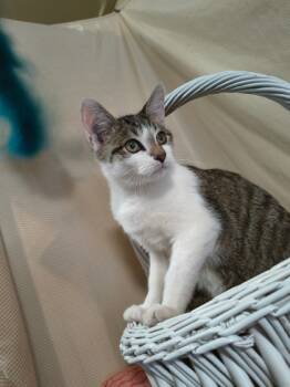 Rescue Domestic Short Hair Cats for Adoption in Bloomsburg, Pennsylvania - Prince Popcorn | PetCurious