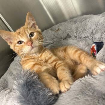 Krill -  Domestic Short Hair Cat for Adoption in Clavet, Saskatchewan - Krill | PetCurious