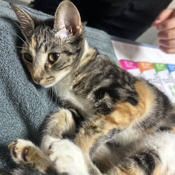 Pequena -  Domestic Short Hair Cat for Adoption in Gainesville, Florida - Pequena | PetCurious
