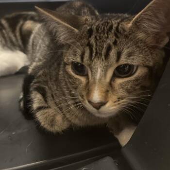 Wally -  Domestic Short Hair Cat for Adoption in Chattanooga, Tennessee - Wally | PetCurious