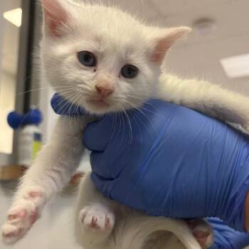 Domestic Medium Hair Cats Available for Adoption - Ghost | PetCurious