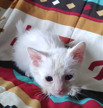 Rescue Domestic Short Hair Cats for Adoption in Camden, South Carolina - Parcel (Available For Pre-adoption) | PetCurious