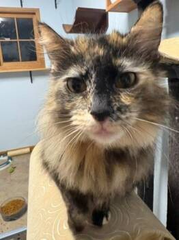 Clawdia -  Domestic Long Hair Cat for Adoption in Downers Grove, Illinois - Clawdia | PetCurious