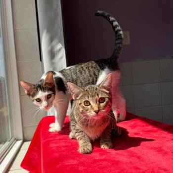 Tuppy -  Domestic Short Hair Cat for Adoption in Mondovi, Wisconsin - Tuppy | PetCurious