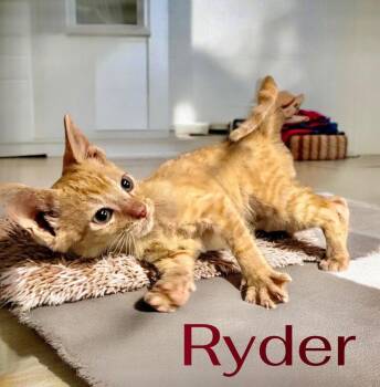 Ryder -  Domestic Short Hair Cat Available for Adoption in Houston, Texas - Ryder | PetCurious