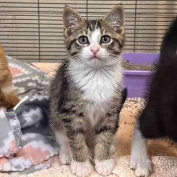 Fungi -  Domestic Short Hair Cat for Adoption in Charleston, South Carolina - Fungi | PetCurious