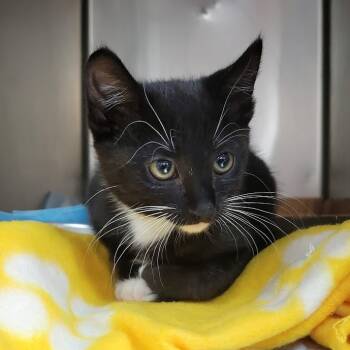 Rescue Domestic Short Hair Cats for Adoption in Westminster, California - Ringo | PetCurious