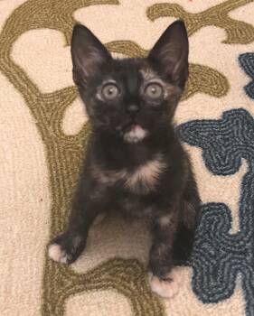 Gizmo -  Domestic Short Hair Cat for Adoption in Oviedo, Florida - Gizmo | PetCurious