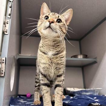 Colonel Mustard -  Domestic Short Hair Cat for Adoption in Waterloo, Iowa - Colonel Mustard | PetCurious