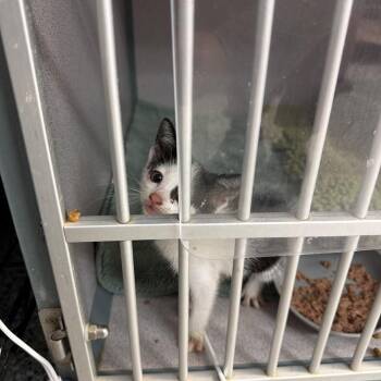 Cindy Lou -  Domestic Short Hair Cat for Adoption in Port Charlotte, Florida - Cindy Lou | PetCurious