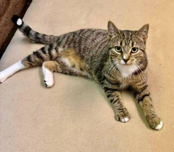 Domestic Short Hair Cats Available for Adoption - Silver | PetCurious