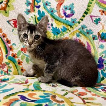 Peter -  Domestic Short Hair Cat for Adoption in South Elgin, Illinois - Peter | PetCurious