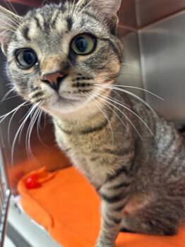 Domestic Short Hair Cats Available for Adoption - Blaze | PetCurious