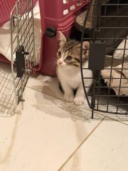 Congaree (2253) -  Tabby Cat for Adoption in Zephyrhills, Florida - Congaree (2253) | PetCurious