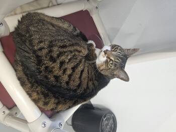 Mittens -  Domestic Short Hair Cat for Adoption in Kalamazoo, Michigan - Mittens | PetCurious