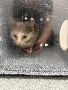 RAVEN -  Domestic Short Hair Cat Available for Adoption in Indianapolis, Indiana - RAVEN | PetCurious