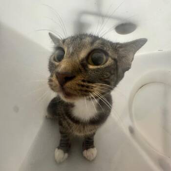 Sakara -  Domestic Medium Hair Cat for Adoption in Columbiana, Alabama - Sakara | PetCurious