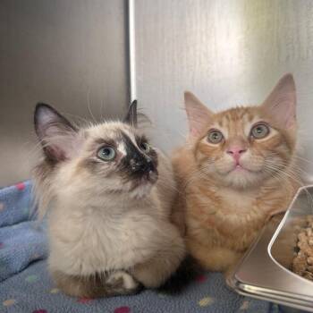 Zeb -  American Shorthair Cat for Adoption in Asheville, North Carolina - Zeb | PetCurious