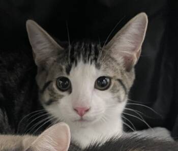 Rescue Domestic Short Hair Cats for Adoption in Morristown, Tennessee - Falcon | PetCurious