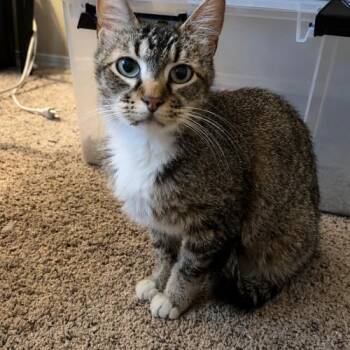 Gus -  Tabby Cat for Adoption in Edmond, Oklahoma - Gus | PetCurious