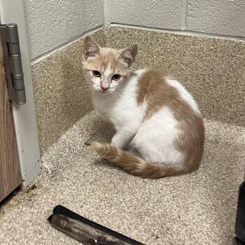 Briar -  Domestic Short Hair Cat for Adoption in Bristol, Indiana - Briar | PetCurious