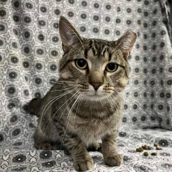 Rescue Domestic Short Hair Cats for Adoption in Lyndhurst, Virginia - Chutney | PetCurious