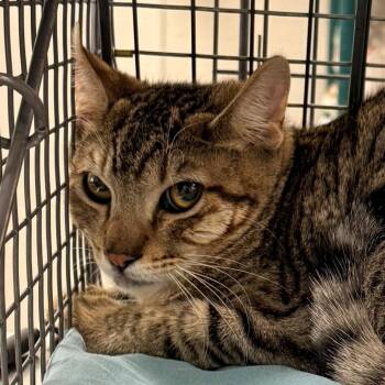 Domestic Short Hair Cats Available for Adoption in Las Cruces, New Mexico - Mikey | PetCurious