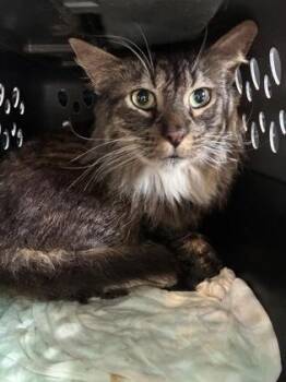 Domestic Short Hair Cats Available for Adoption in Lafayette, Indiana - Michael Meowers (T10) | PetCurious