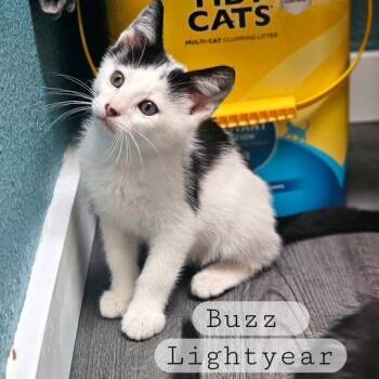 Buzz -  Domestic Short Hair Cat for Adoption in Ferndale, Washington - Buzz | PetCurious
