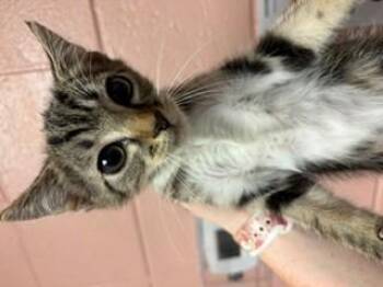 JASPER -  Domestic Short Hair Cat for Adoption in Columbia, South Carolina - JASPER | PetCurious