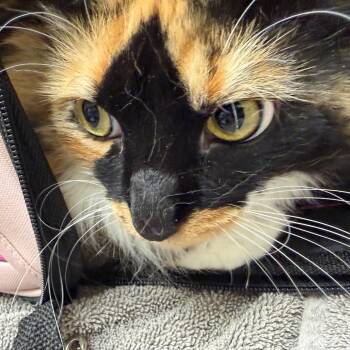 Coconut -  Domestic Medium Hair Cat for Adoption in Murray, Utah - Coconut | PetCurious